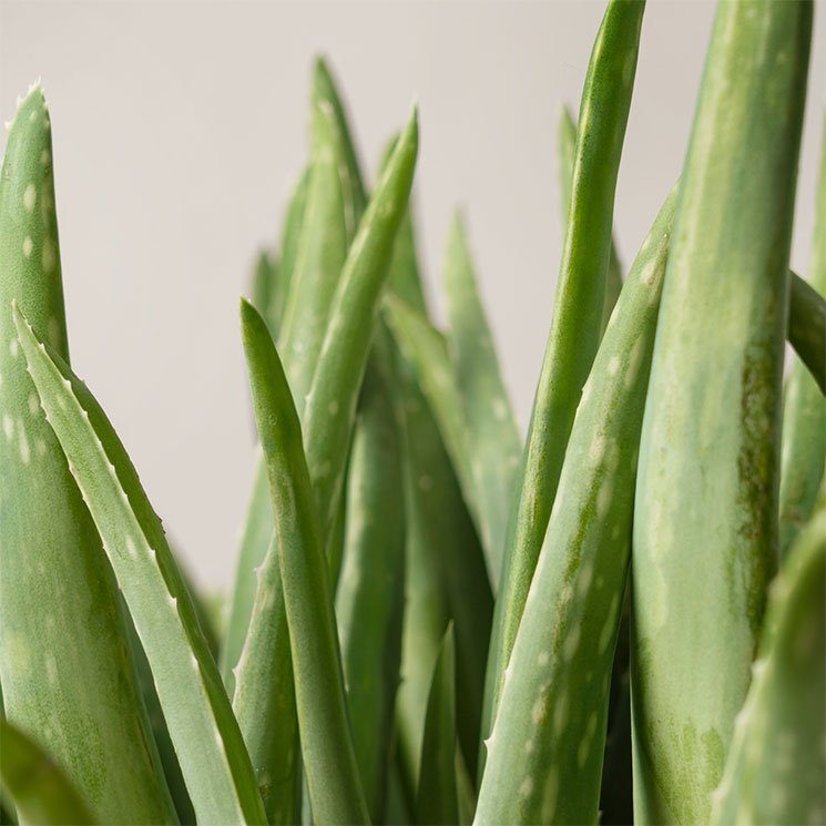 1280018_Aloe Vera_D.jpg