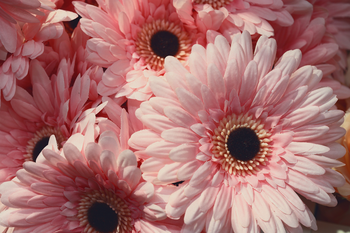 Gerbera