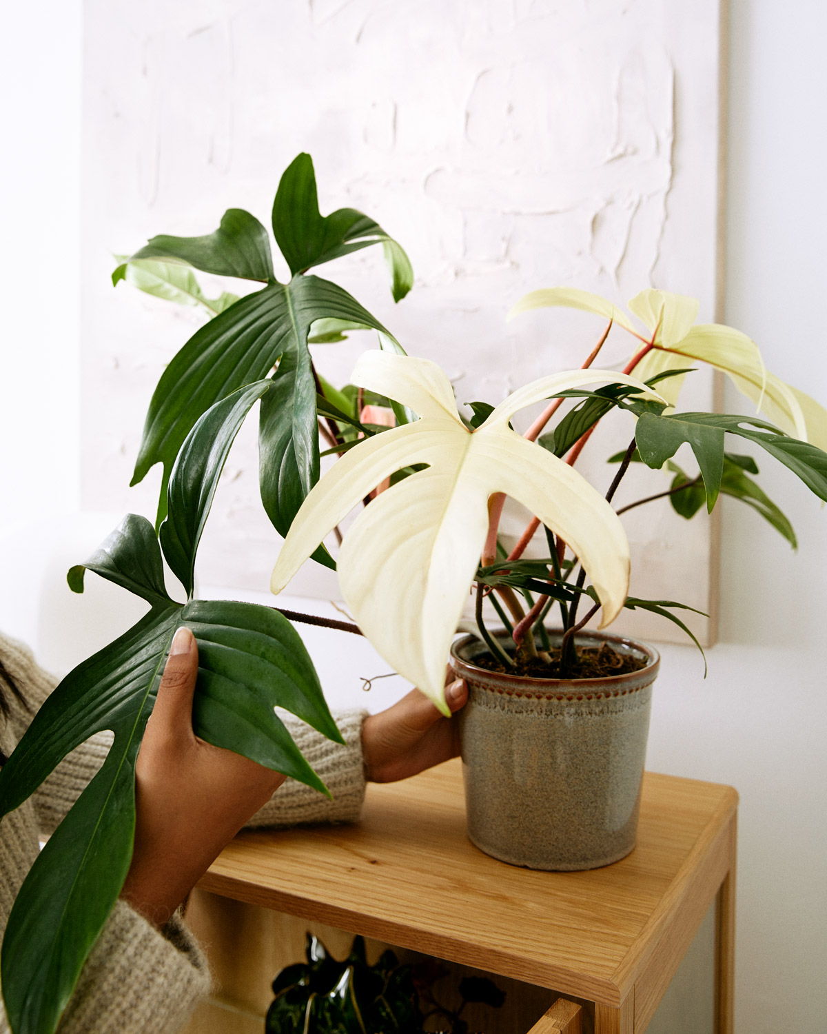 Philidendron-FloridaGhost-Miljö-Kruka-Trend-Kollektionen-Vår-22.jpg