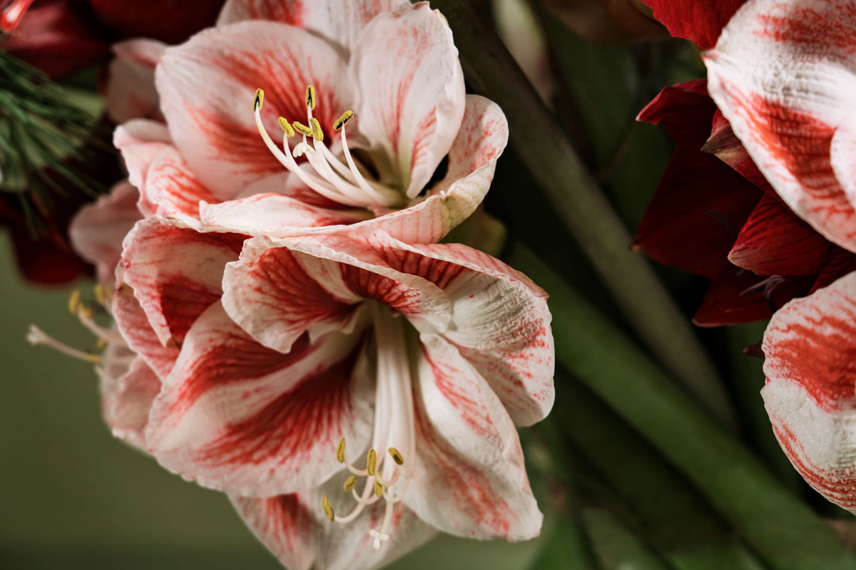 Så sköter du om dina julblommor